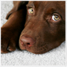 Pet Urine & Odor Removal