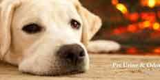Pet Urine & Odor Removal