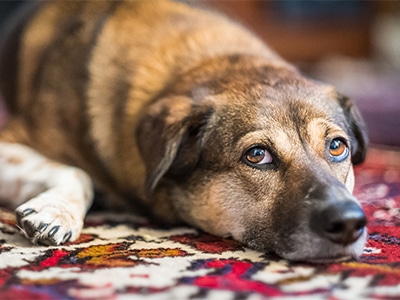 Professional Oriental Rug Pet and Urine Odor Removal in Palm Coast, FL